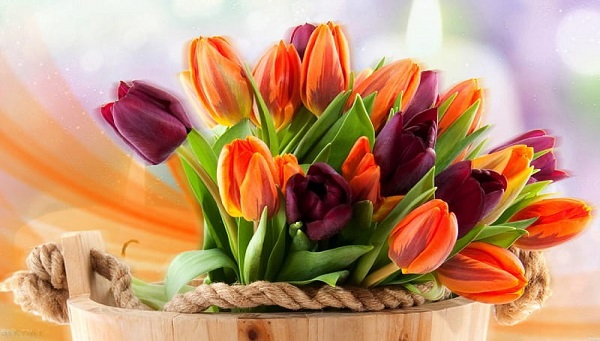 spring100
